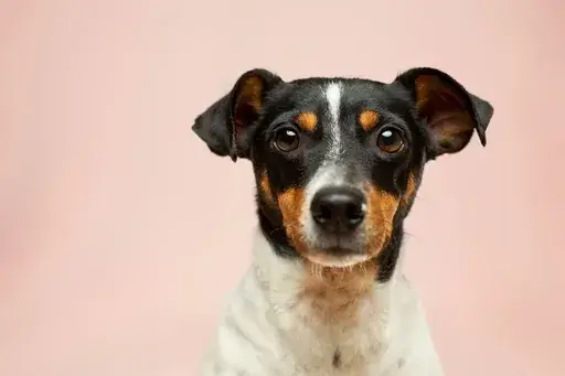 Dog posing for a photo