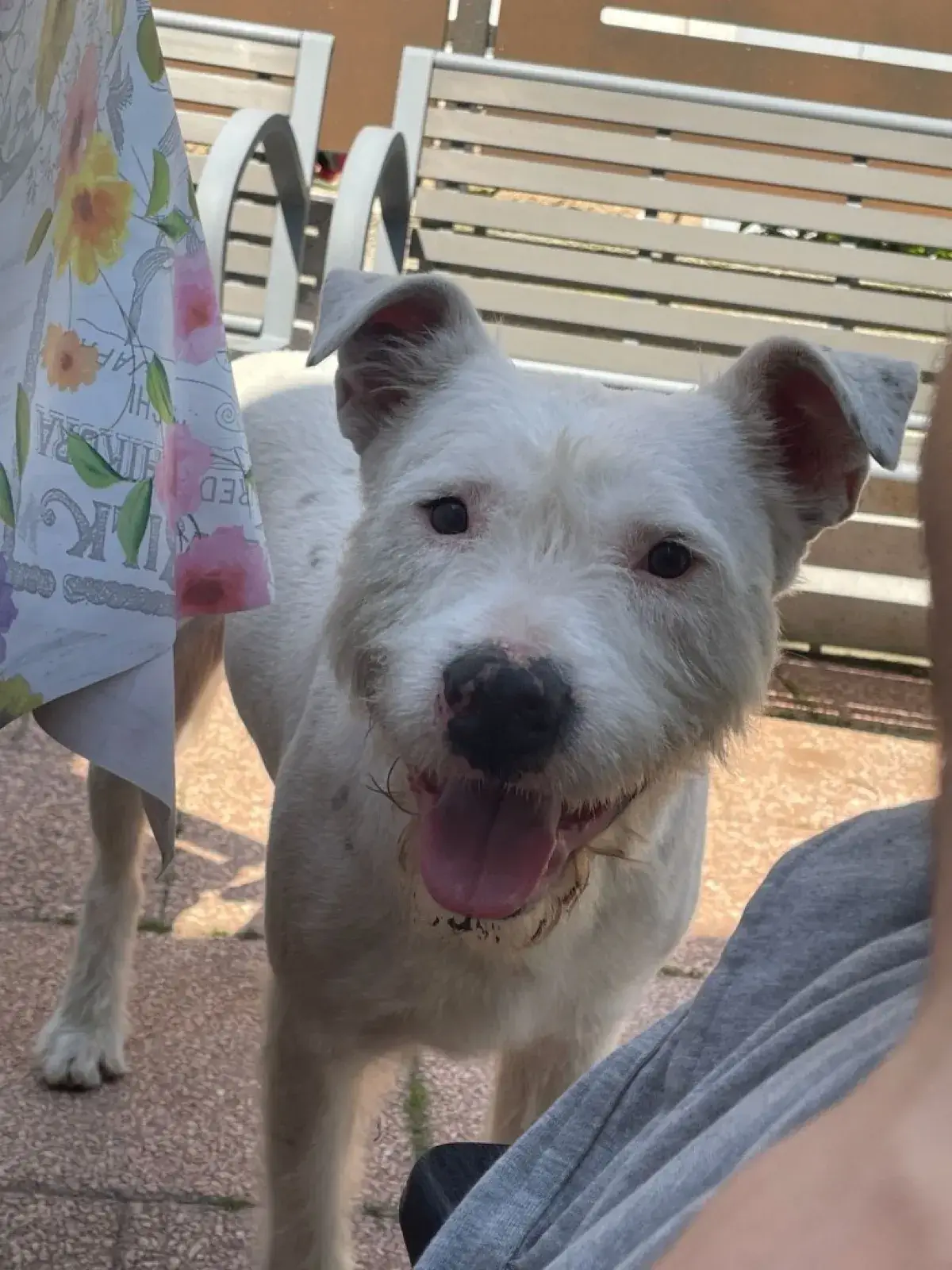 Foto originale del cane